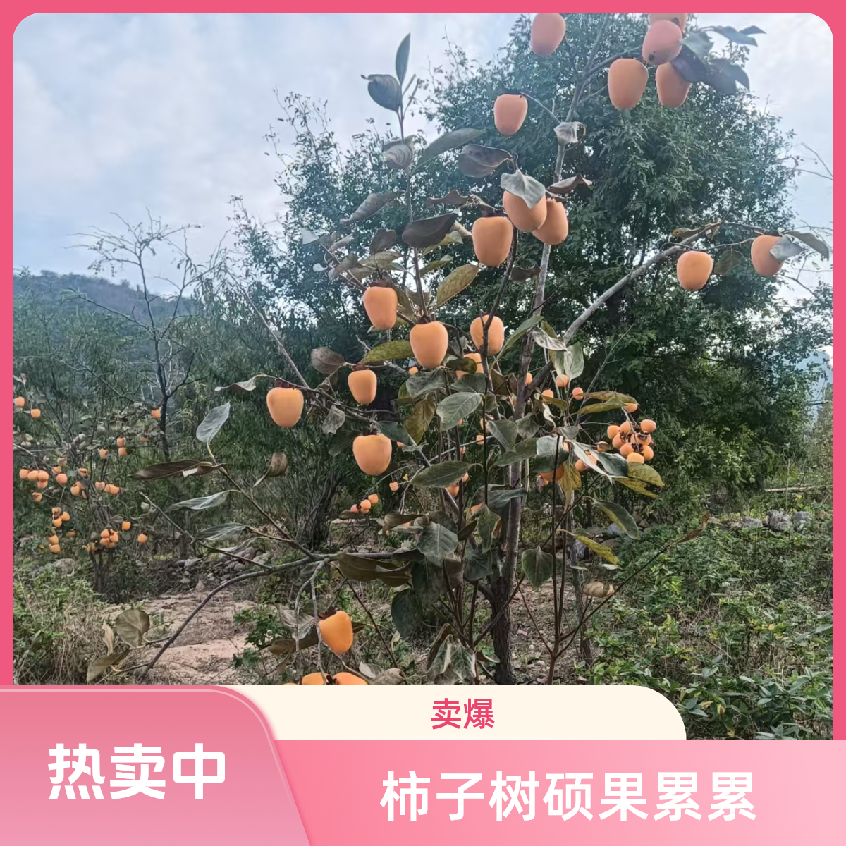 正宗太秋无核脆甜柿子树苗嫁接太秋甜柿火晶柿子树苗当年结果