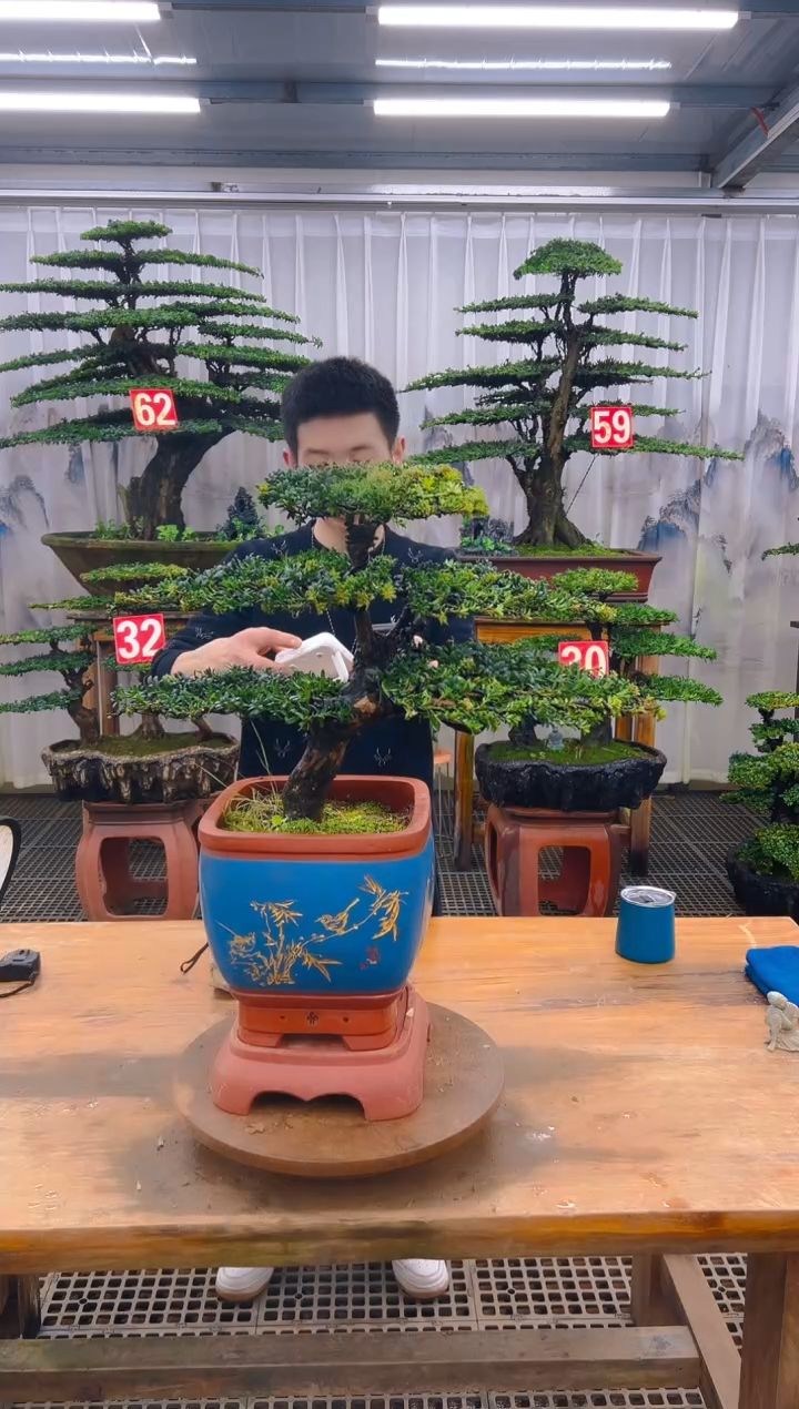 无花朵精品盆景直播间一物一拍