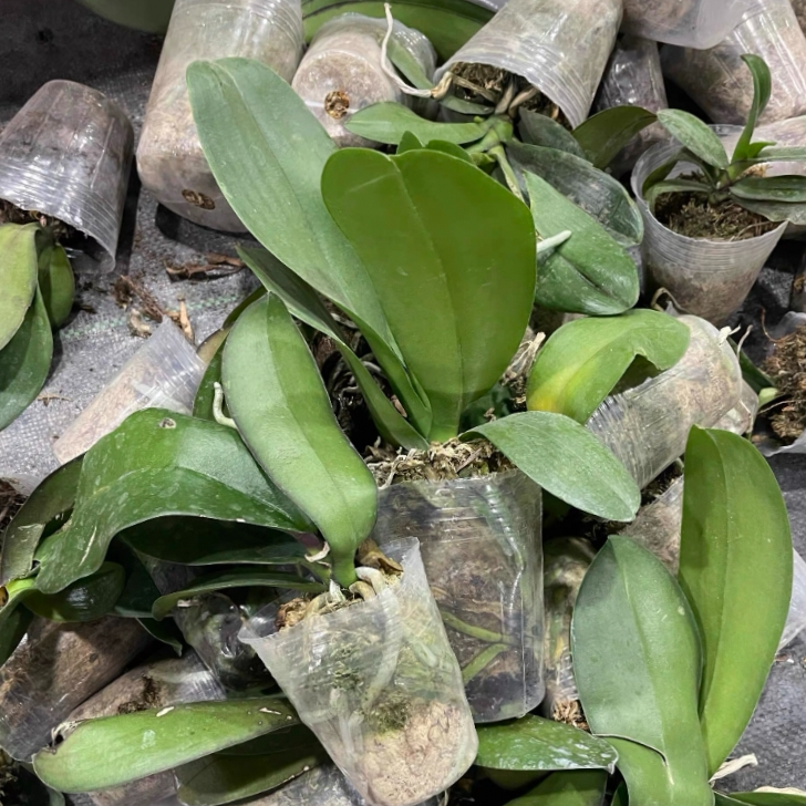 H-缤纷花卉绿植