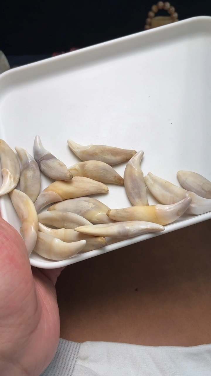 狗牙吊坠杂件560-大狗牙吊坠