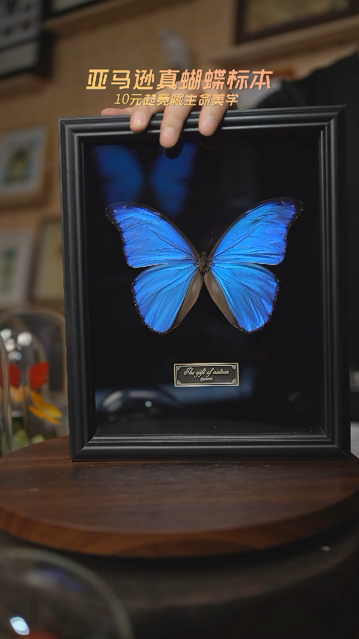 有机玻璃大蓝闪蝶黑绒底版10寸欧式框