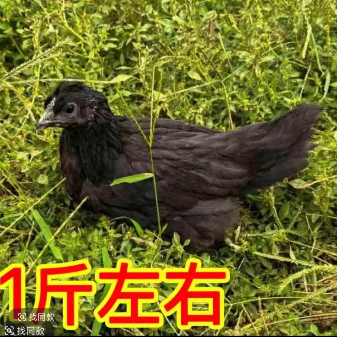 一斤发货青年五黑鸡下绿壳蛋成都宠物鸡