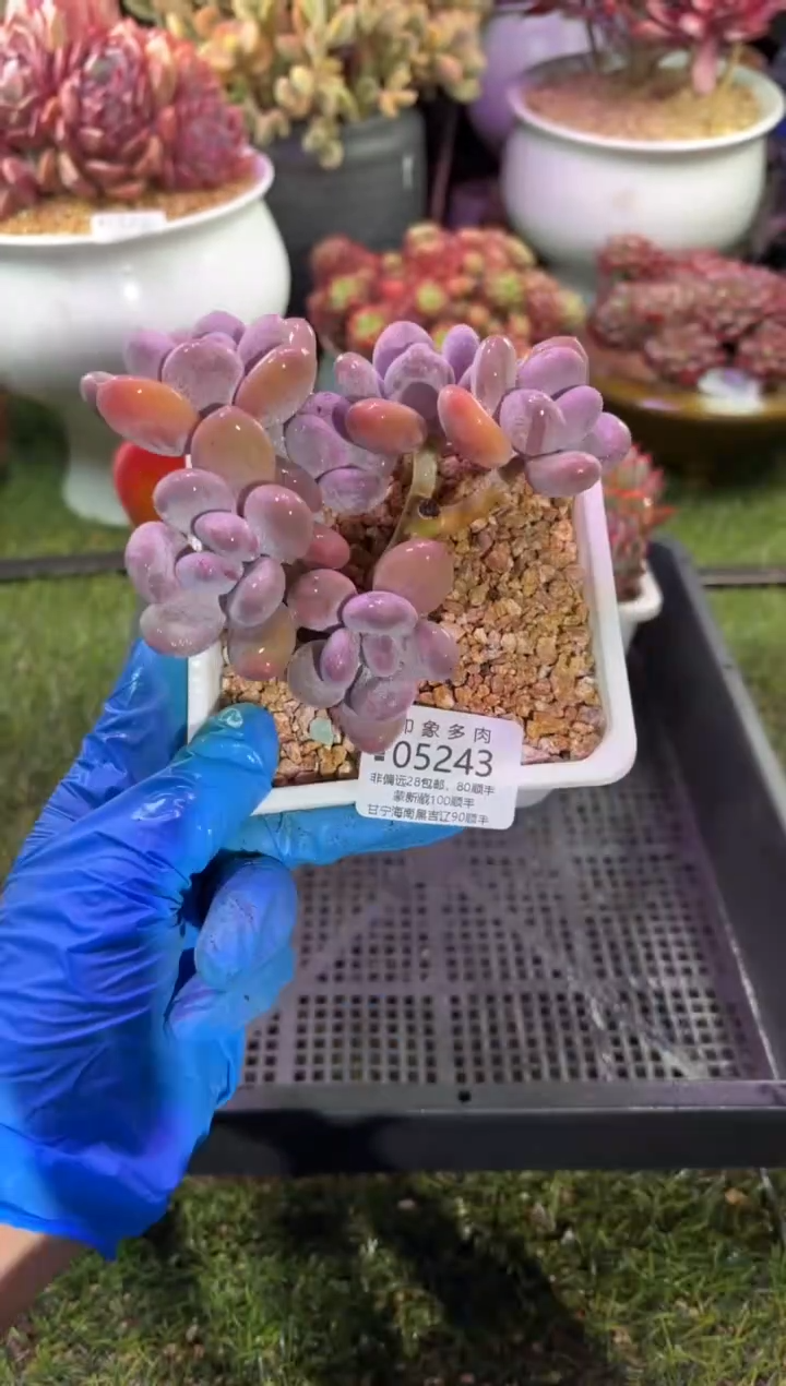 【闪购商品】05243