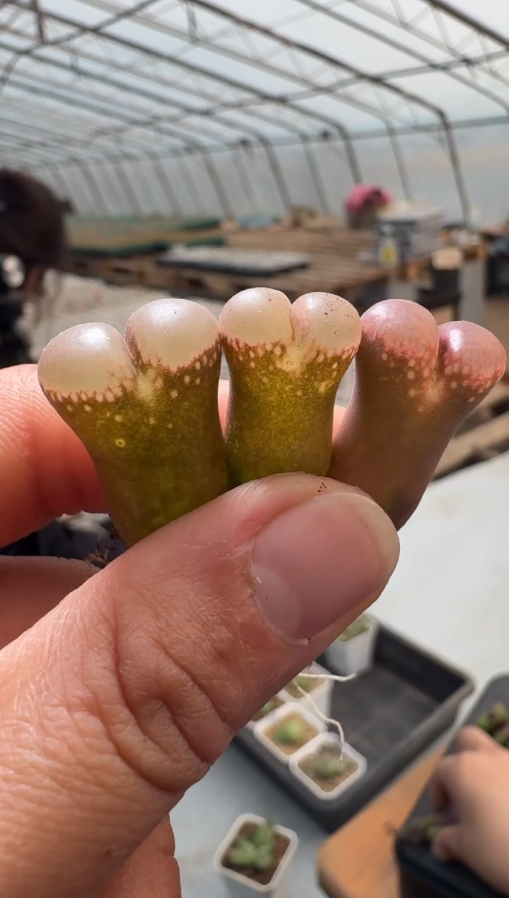 【闪购商品】1/23-65一颗