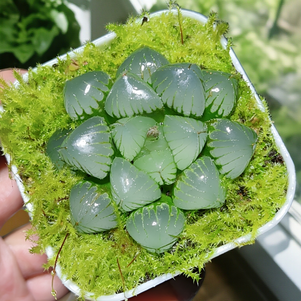 糯米玉露多肉植物室内阳台客厅小型盆栽带盆带土多肉玉露