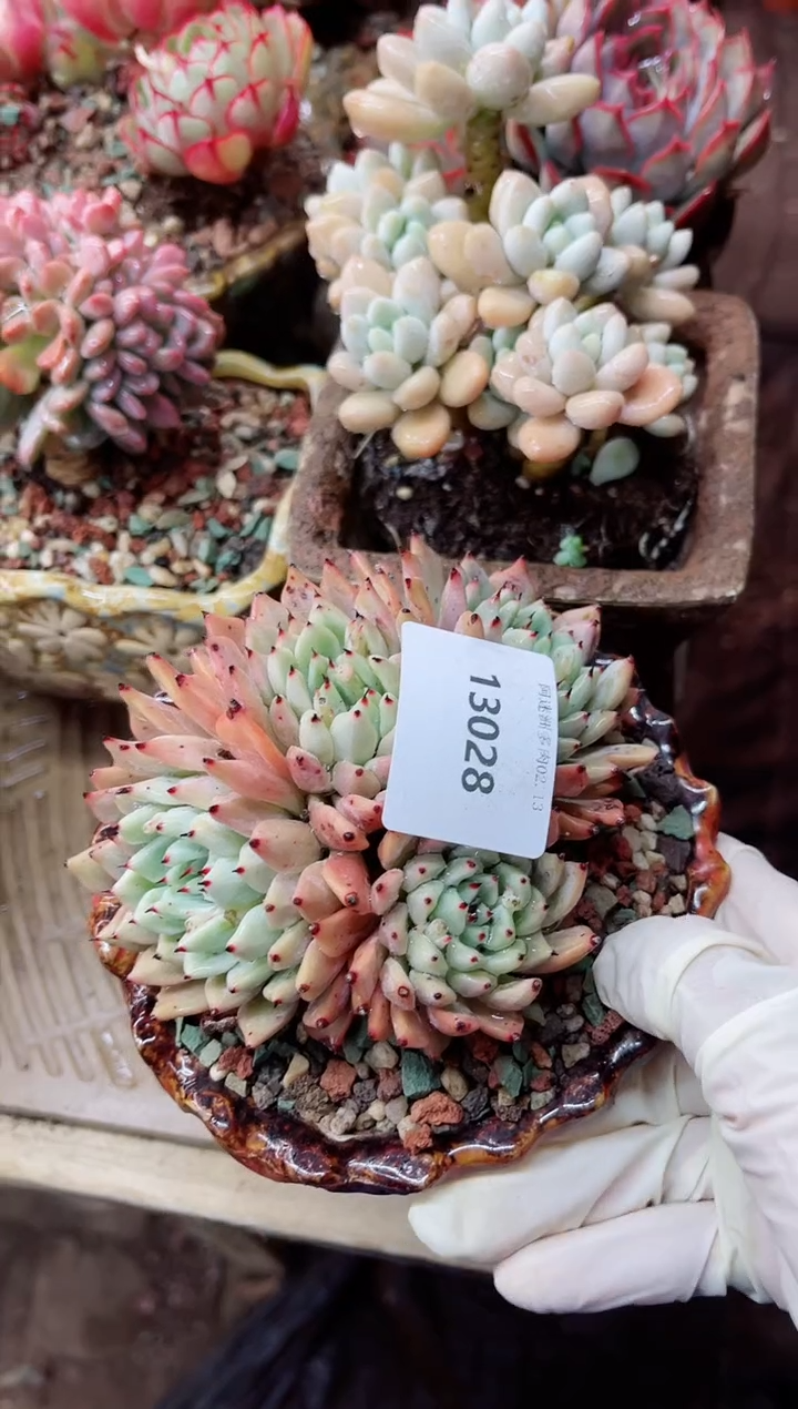 【闪购商品】13028