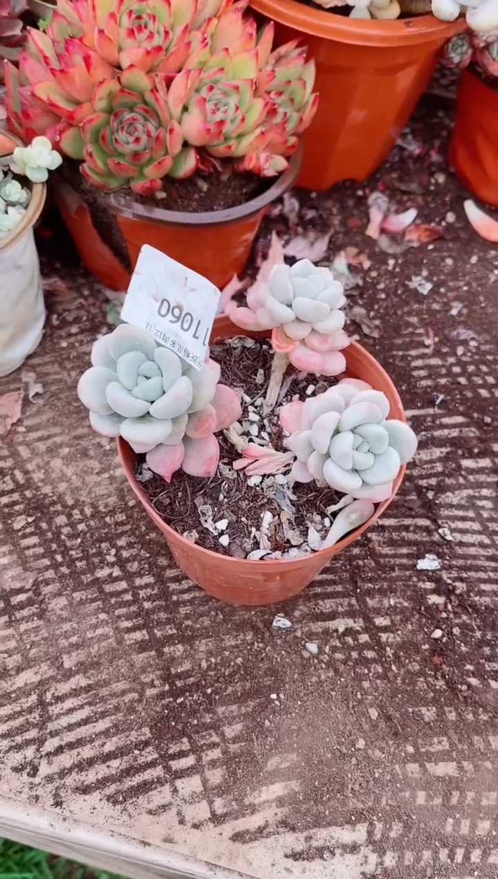 火*跃跃精品多肉11060