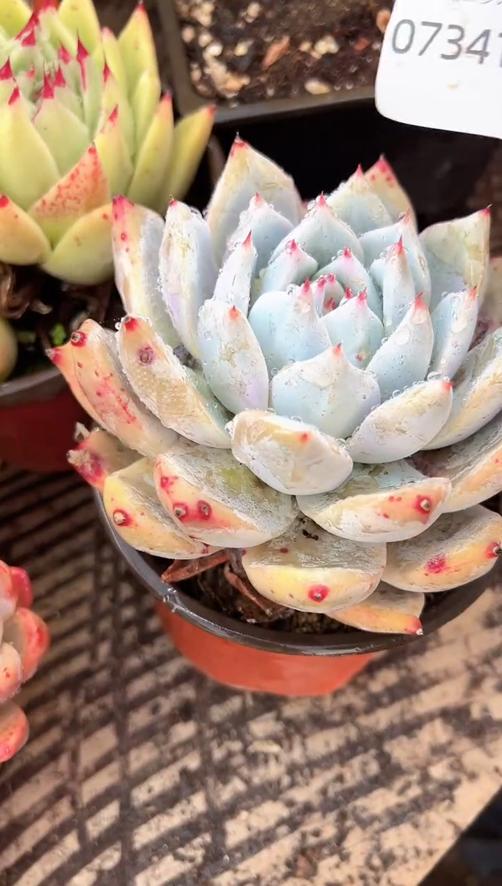 花**夏多肉植物一物一拍07341