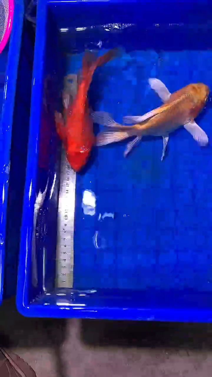 蝴蝶鲤鱼蝴蝶鲤直播选鱼专用链接 凭开箱视频售后