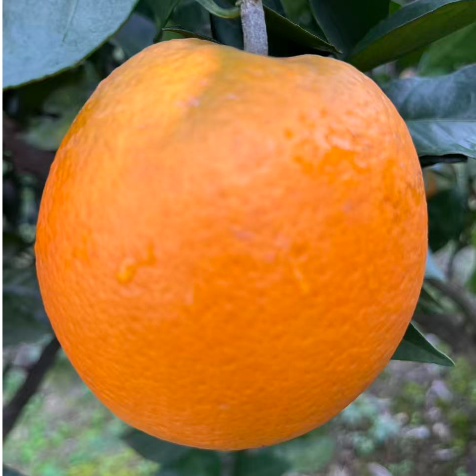 重庆高山不打农药的脐橙现摘现发产地直发新鲜水果清甜多汁牛大锅