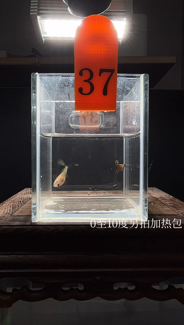 孔雀鱼红龙玻璃猫普通体编号37