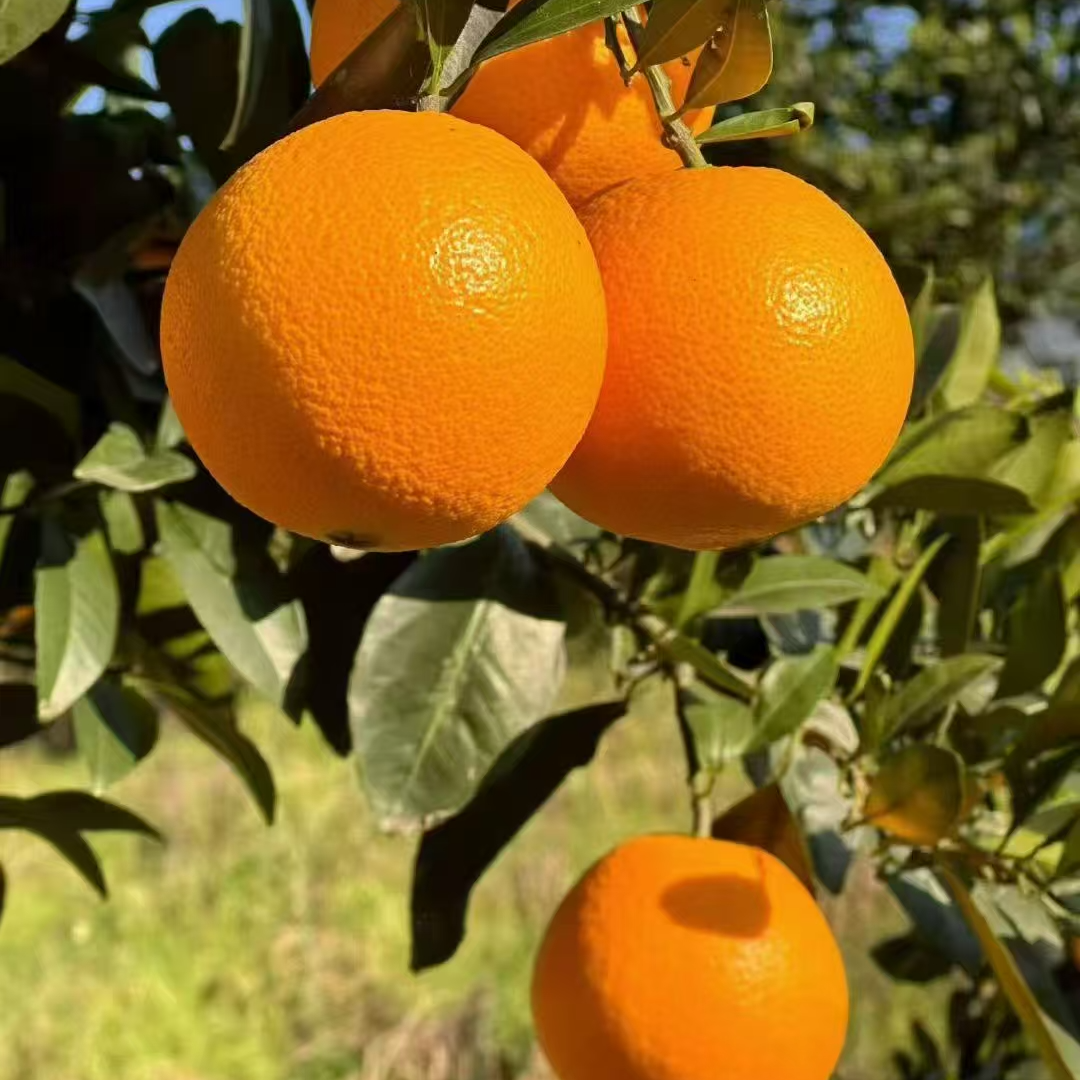 九月红果冻橙秭归当季脐橙产地直发新鲜采摘9斤