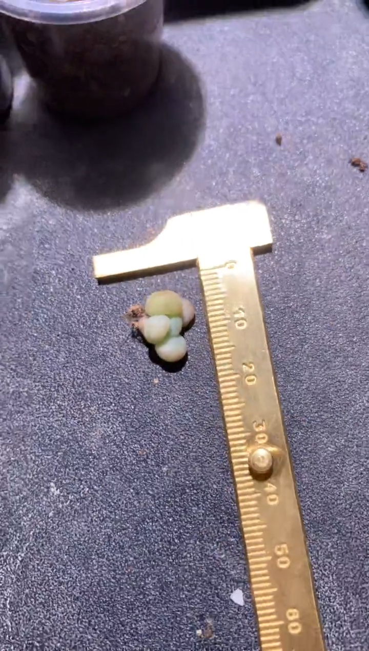 萤火虫瓷白体多肉很小哦