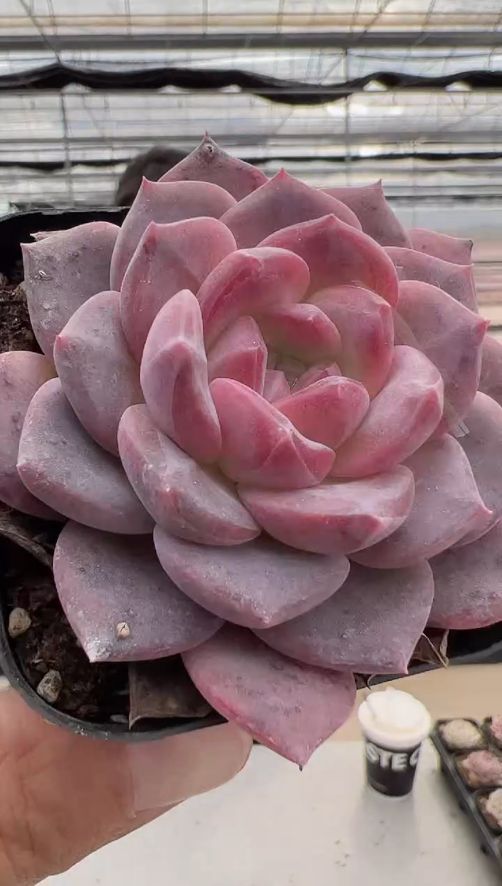 【闪购商品】红韵多肉-4