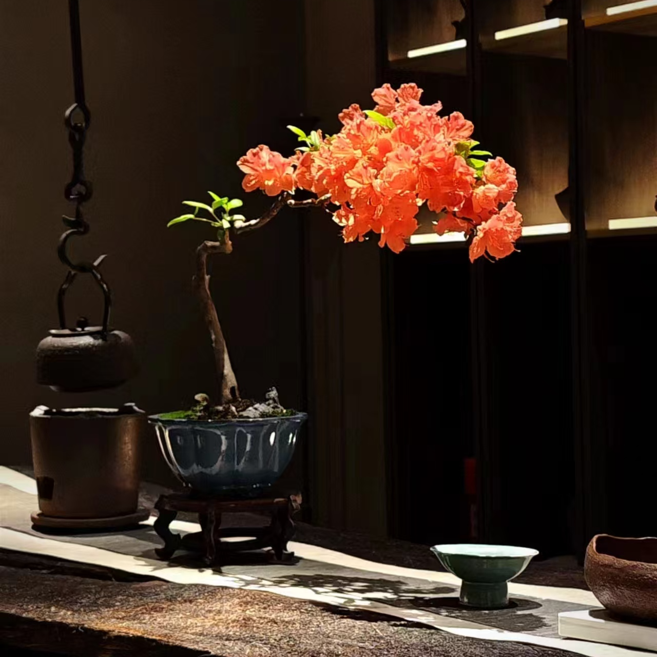 映山红，杜鹃，满山红 ~杜鹃紫 杜鹃红 杜鹃白！直播间一物一拍！