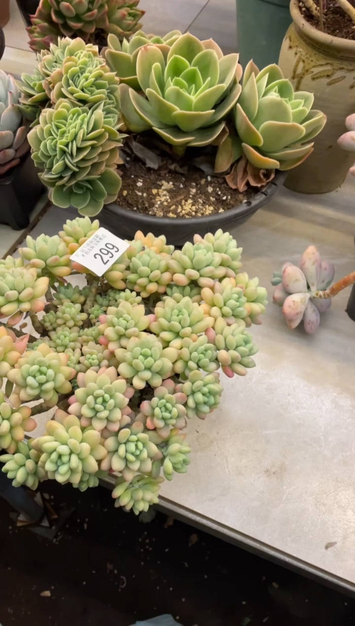 【闪购商品】299鱼子酱不包损