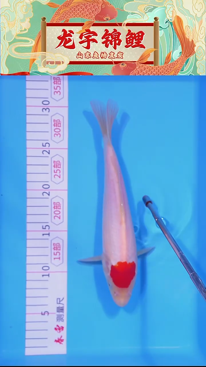 锦鲤1214晚01丹顶24公分