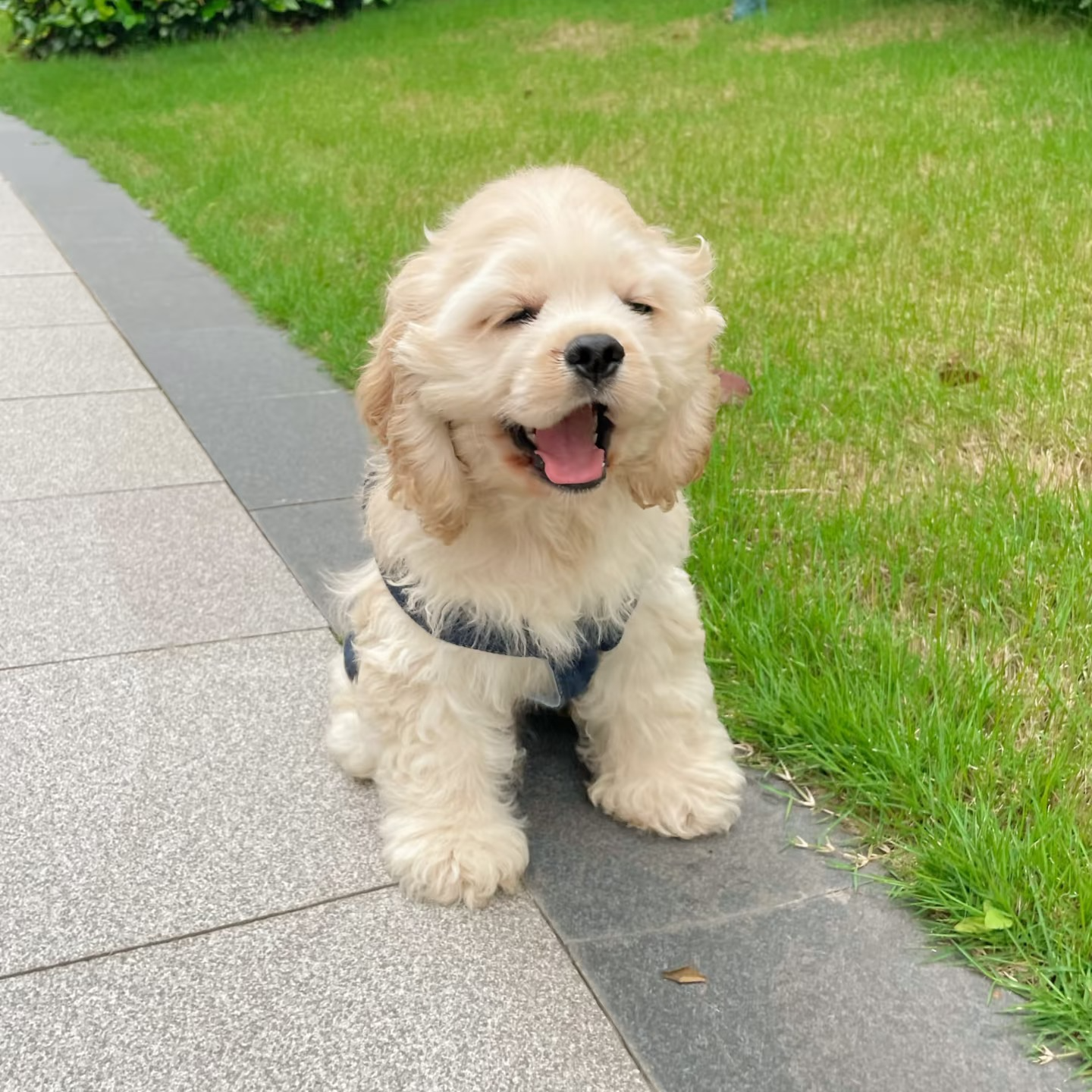 【米萨宠物】宠物活体美国可卡犬