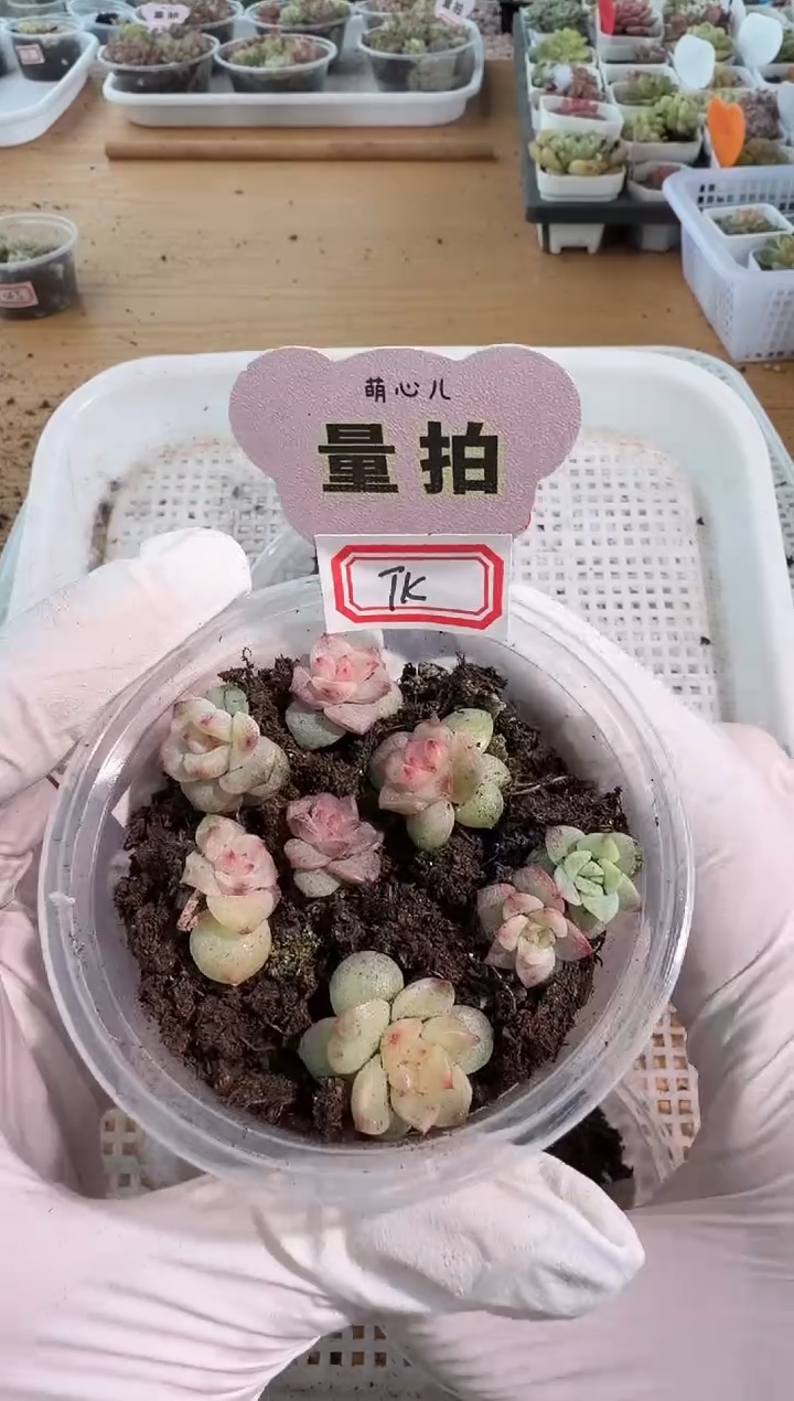 TK单双混 5颗量拍混发 满9.9包邮