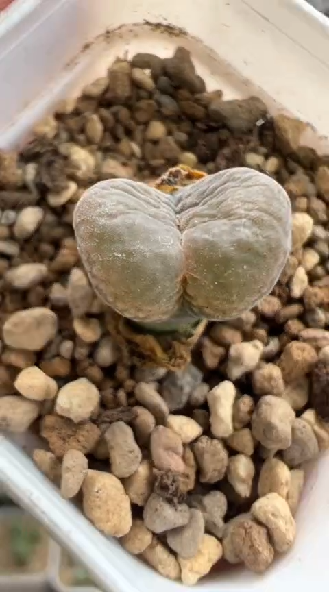 203超级无敌美丽到爆炸的美肉。。。。。。
