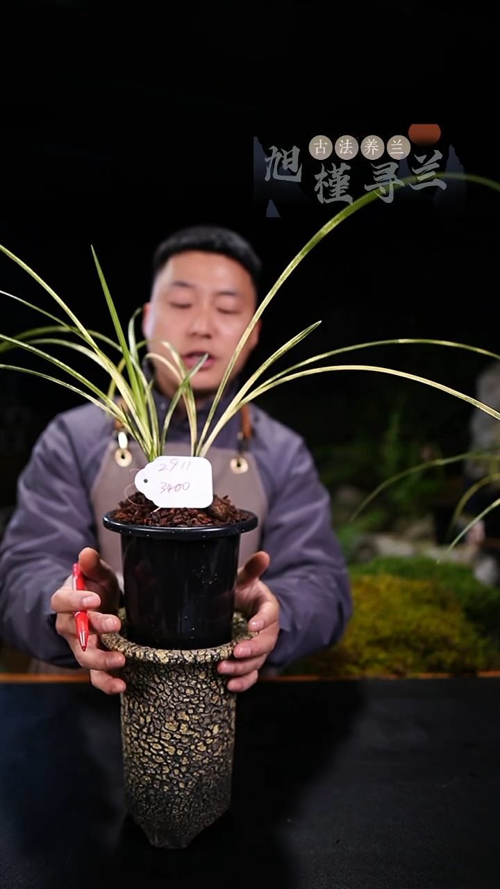 当前无花栽培后可以开花左****！蕙兰朱金斑中透（2苗半草）寄养