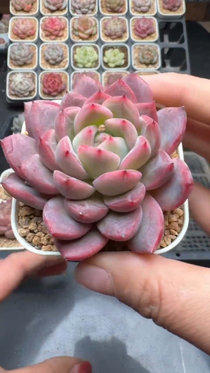 【闪购商品】944号珍妮多肉一物一拍3单包邮