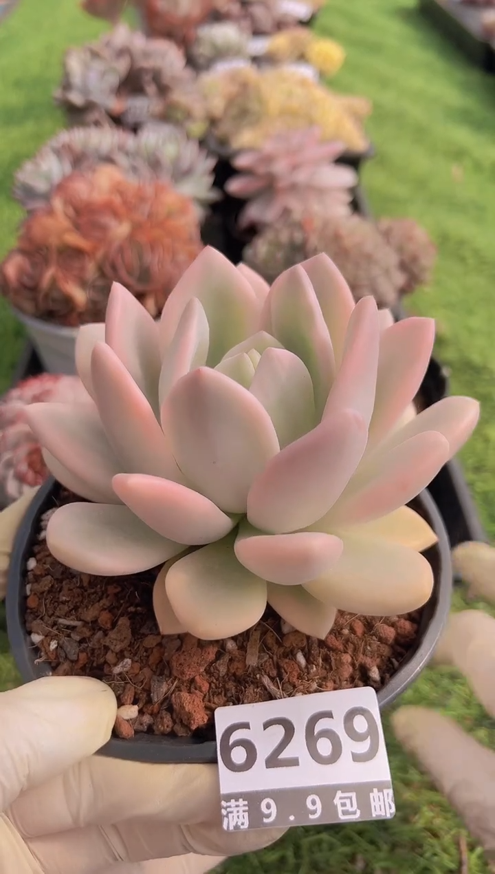 【闪购商品】信福多肉一物一拍