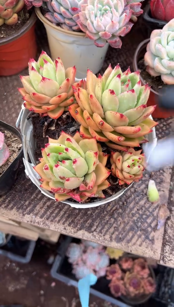 四*多肉植物一物一拍23323