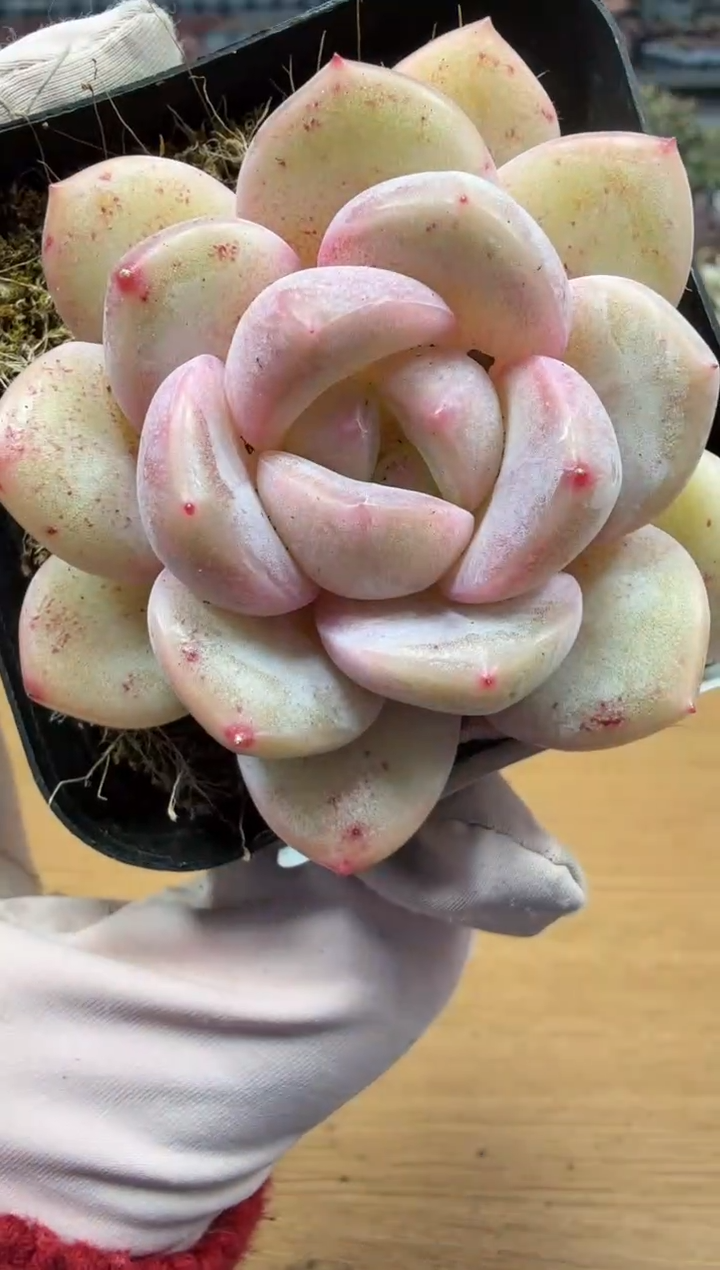 东云多肉园二店-209