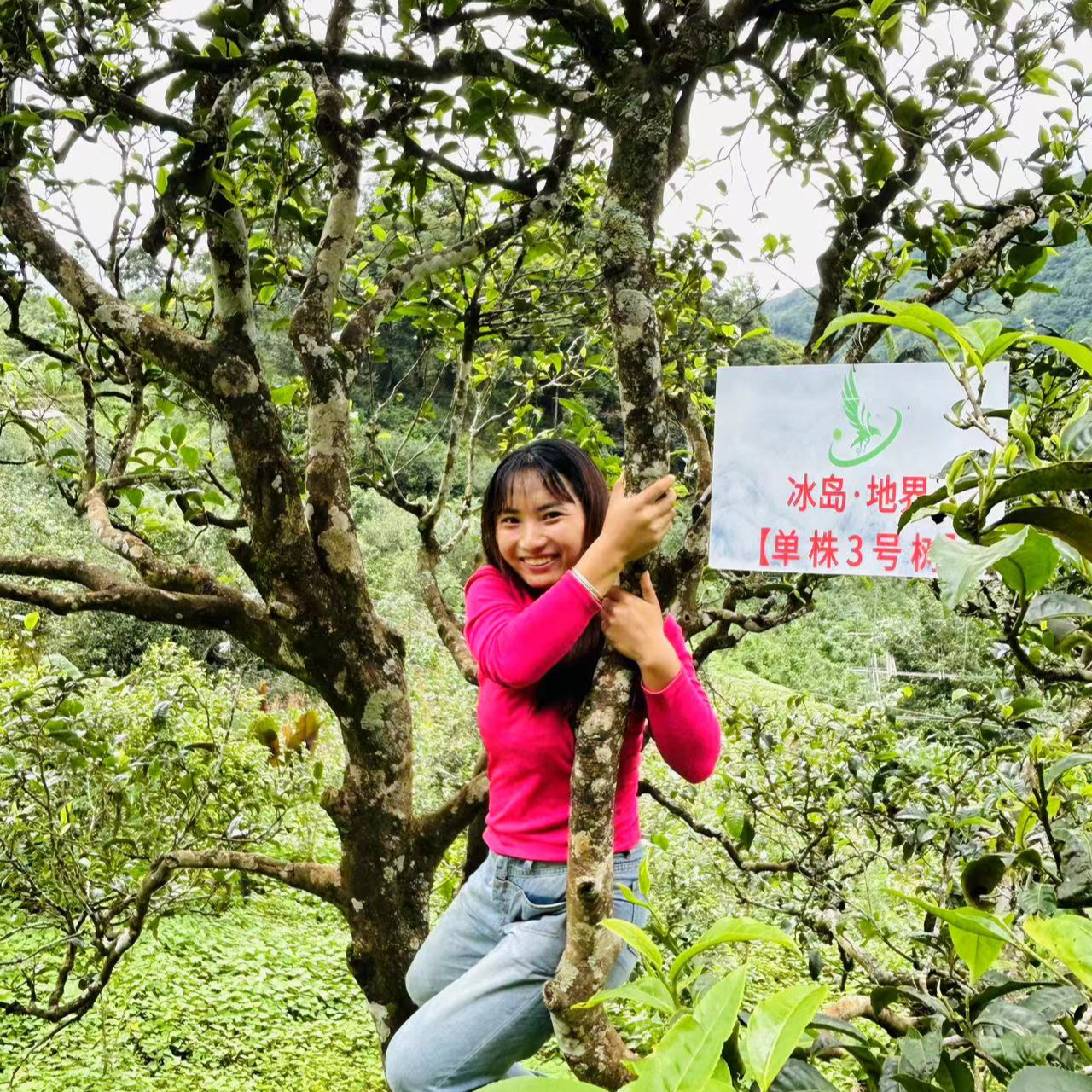25年冰岛地界古树单珠【 11号】200-300年头春水含香普洱茶生茶散茶