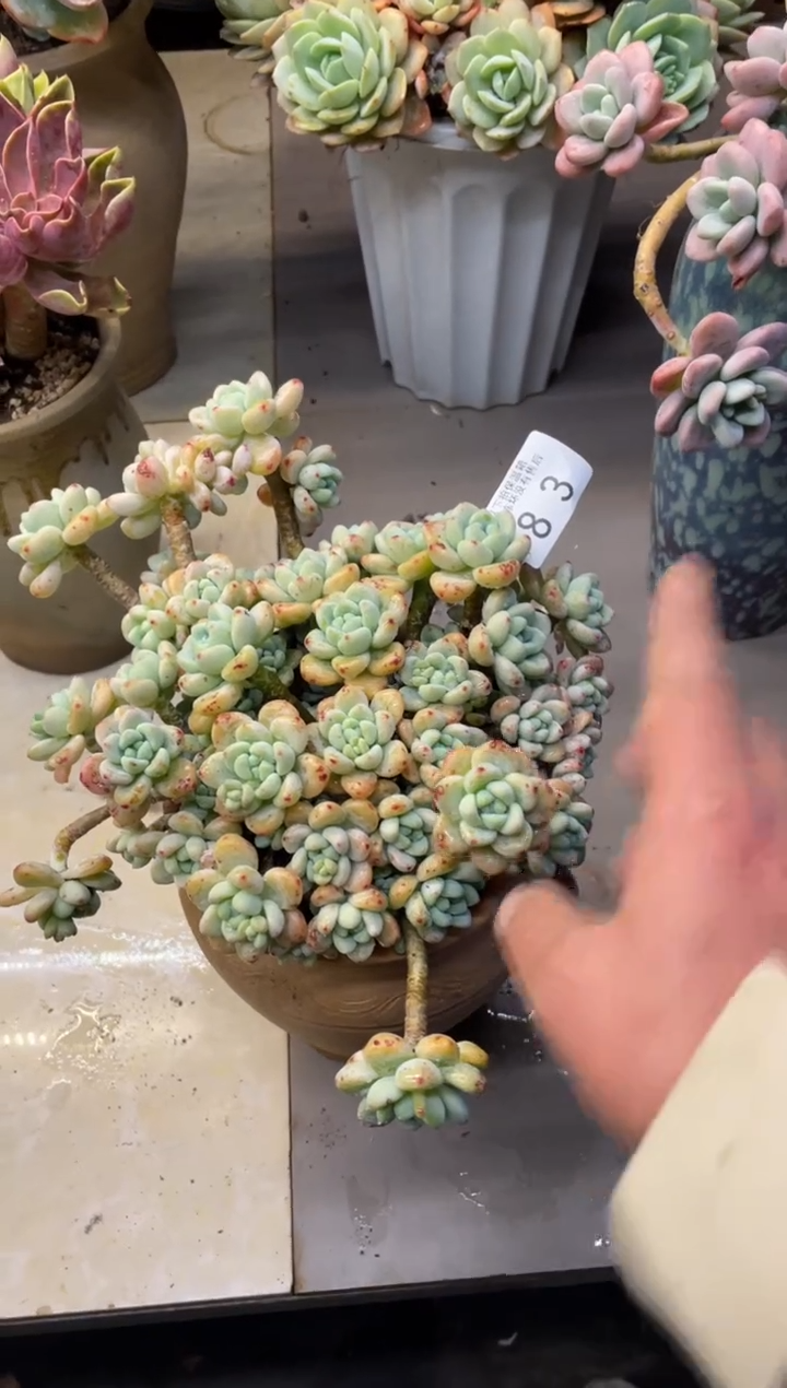 【闪购商品】83劳尔