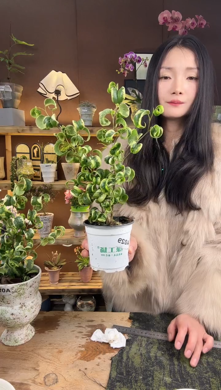 以实际为准思****⋰卷福榕锦育苗盆029