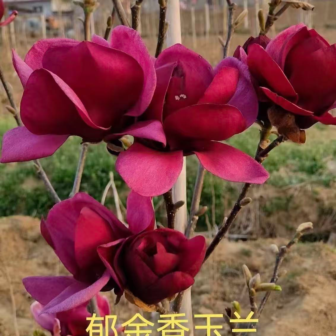 新品种玉兰花三季开花多色带花苞耐寒浓香型树苗盆栽