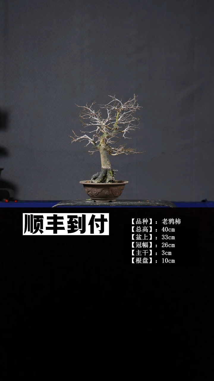 无花朵老鸦柿 不包邮