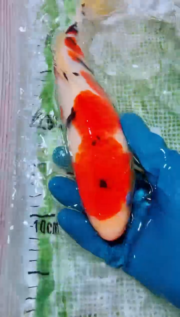 锦鲤血统锦鲤全场包邮27