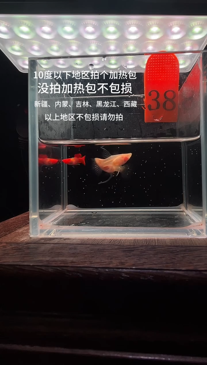 孔雀鱼虎斑白子玻璃猫c编号38