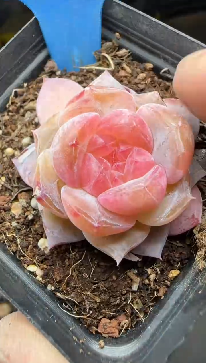 【闪购商品】一物一拍0214—187