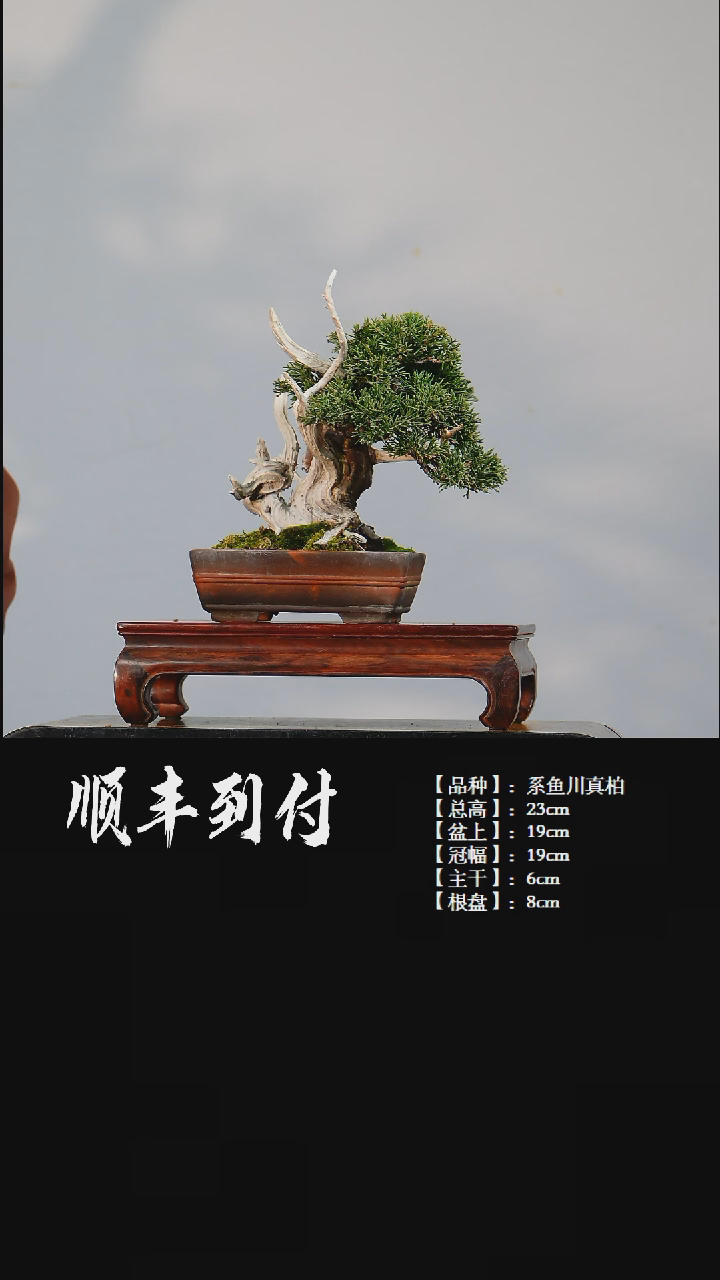 【闪购商品】·z279系鱼川真柏bubaoyou