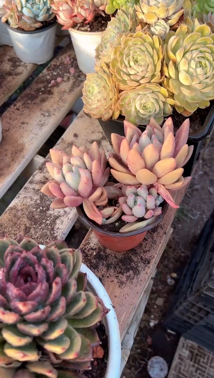 心***️多肉植物一物一拍11317