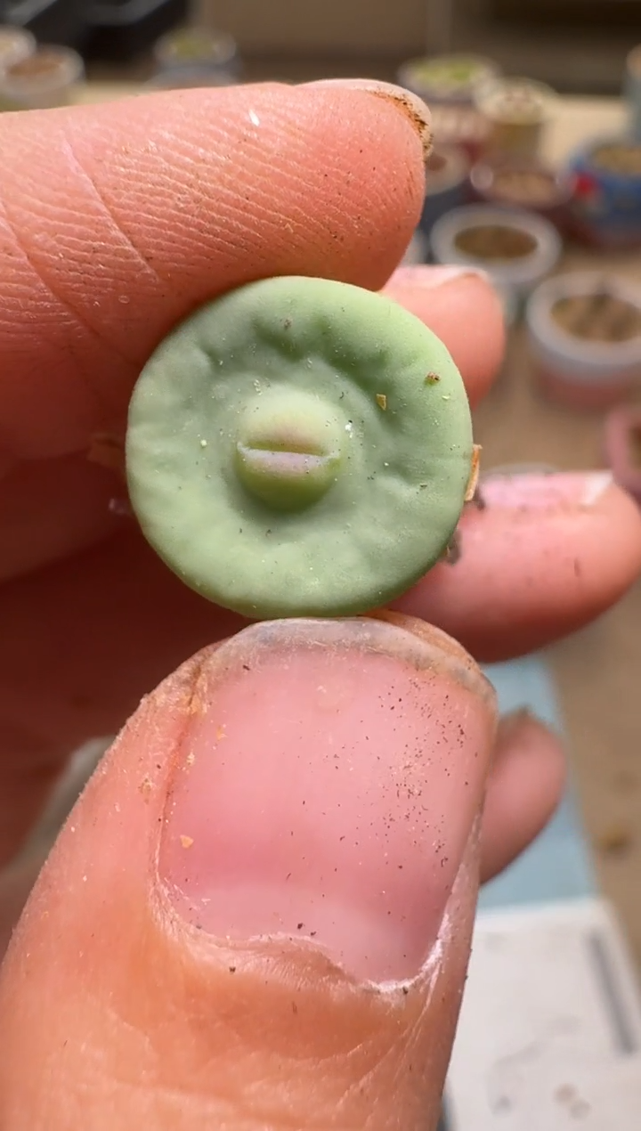 美丽的肉石头24-232`dows