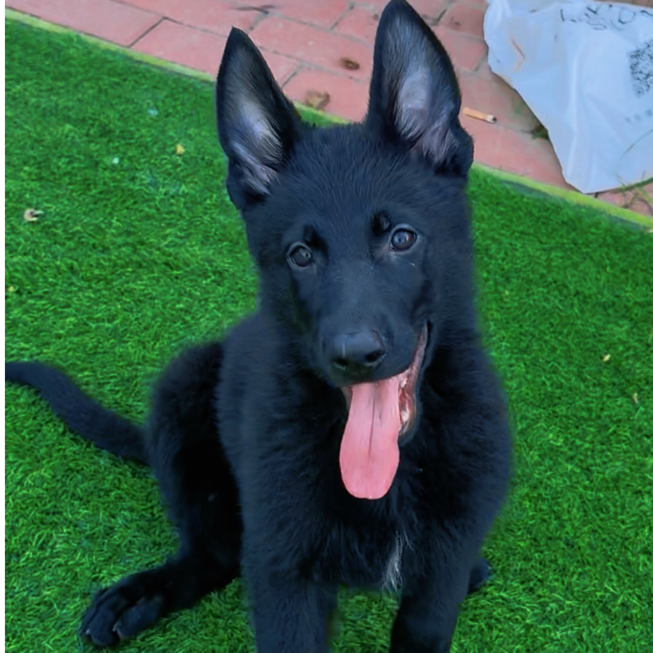 【五环名犬】东德牧羊犬DDR  黑色略带白毛 活体 狗狗 带证纯血统