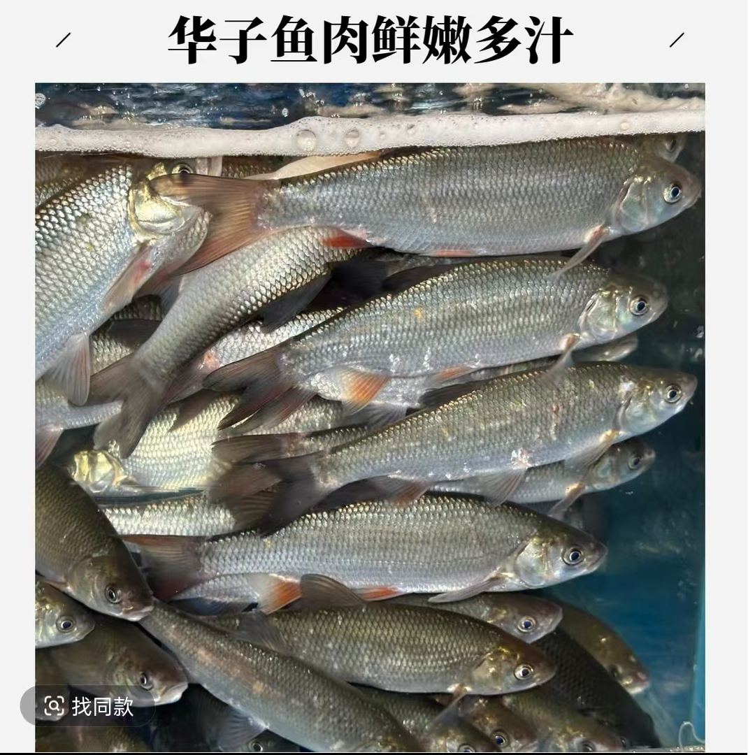 鲜活华子鱼【老笨海鲜】备注可免费收拾！