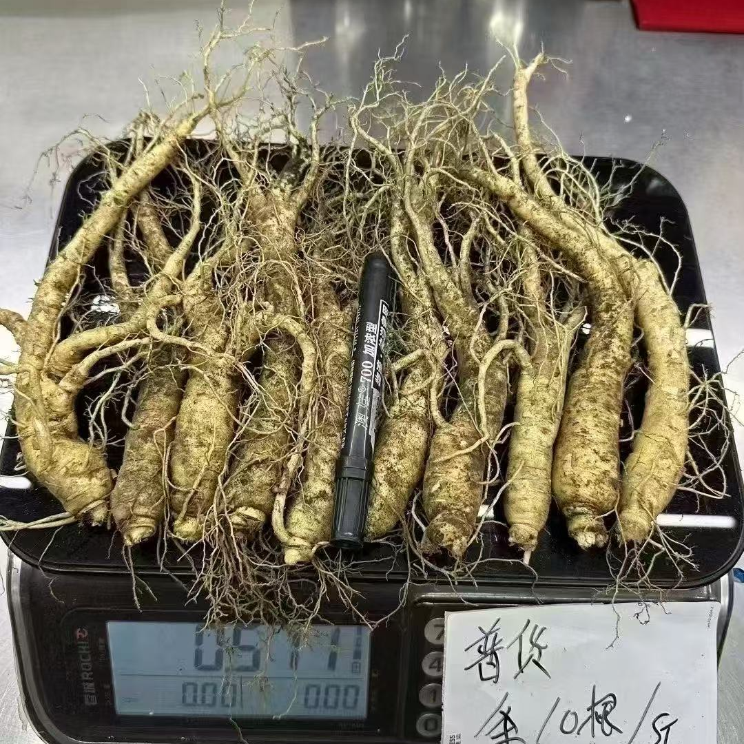 七夕情人节男人都需要的煲汤泡酒新鲜人参一斤10根顺丰空运包邮