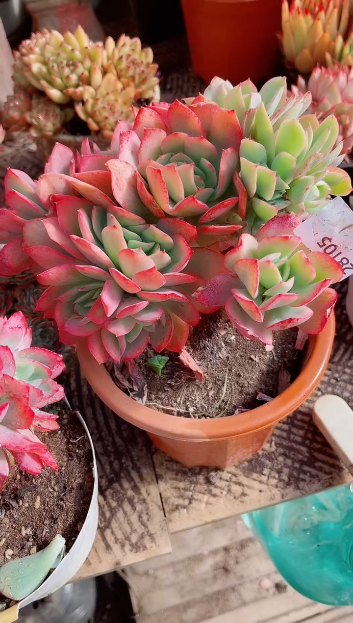 ❄**球跃跃精品多肉28105