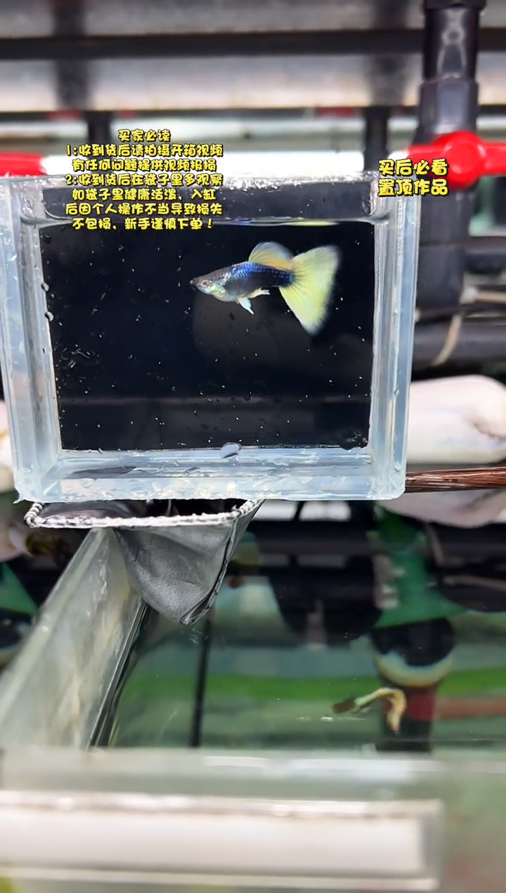 孔雀鱼无怨孔雀鱼 黄礼服