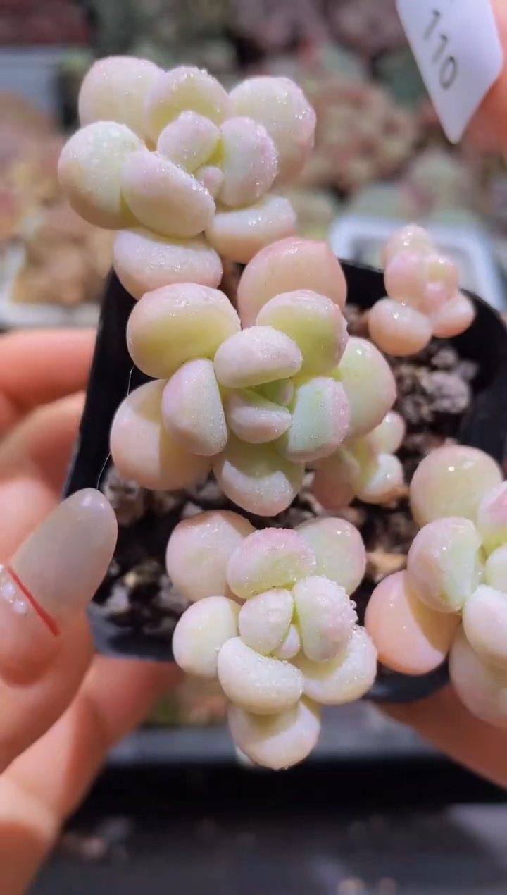 【闪购商品】110泡泡糖