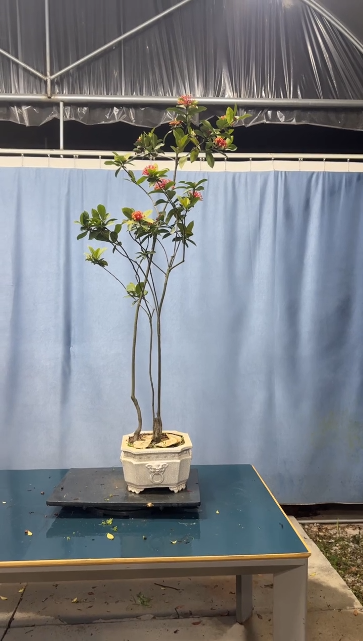 【闪购商品】盆景龙船花