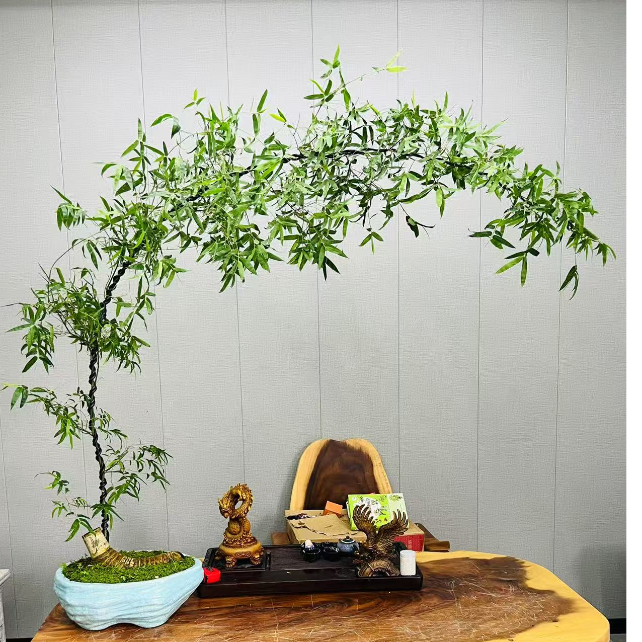 小叶簕竹盆景高端绿植可点缀茶空间好养活