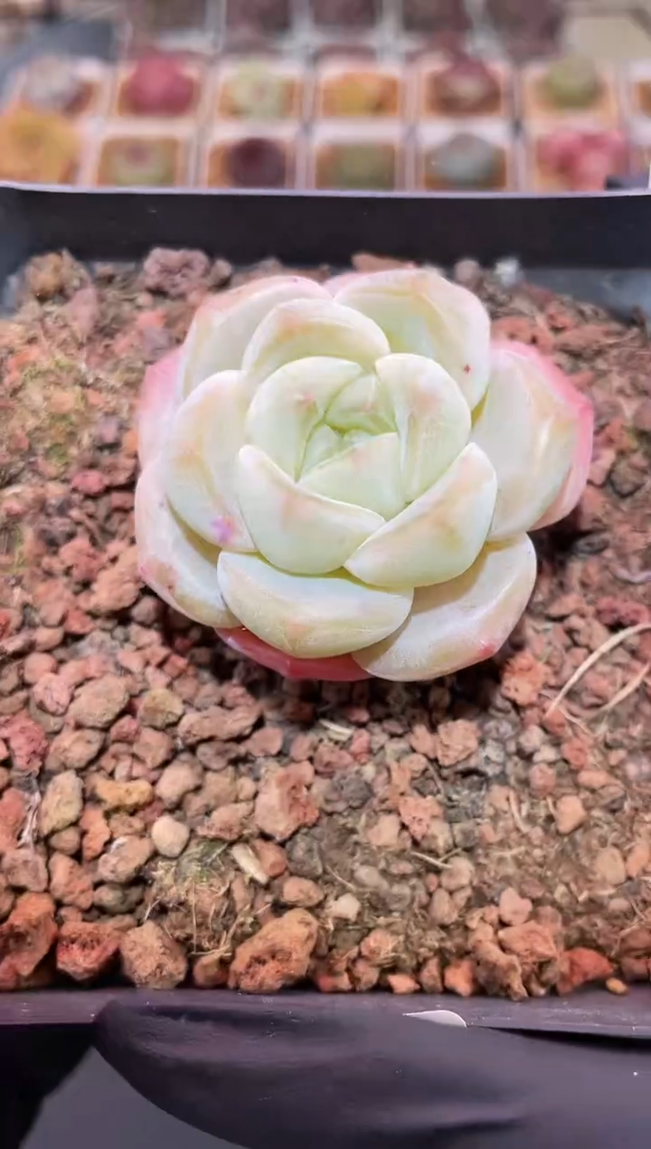 闪购109  糖衣炮弹多肉一颗  4-4.5厘米