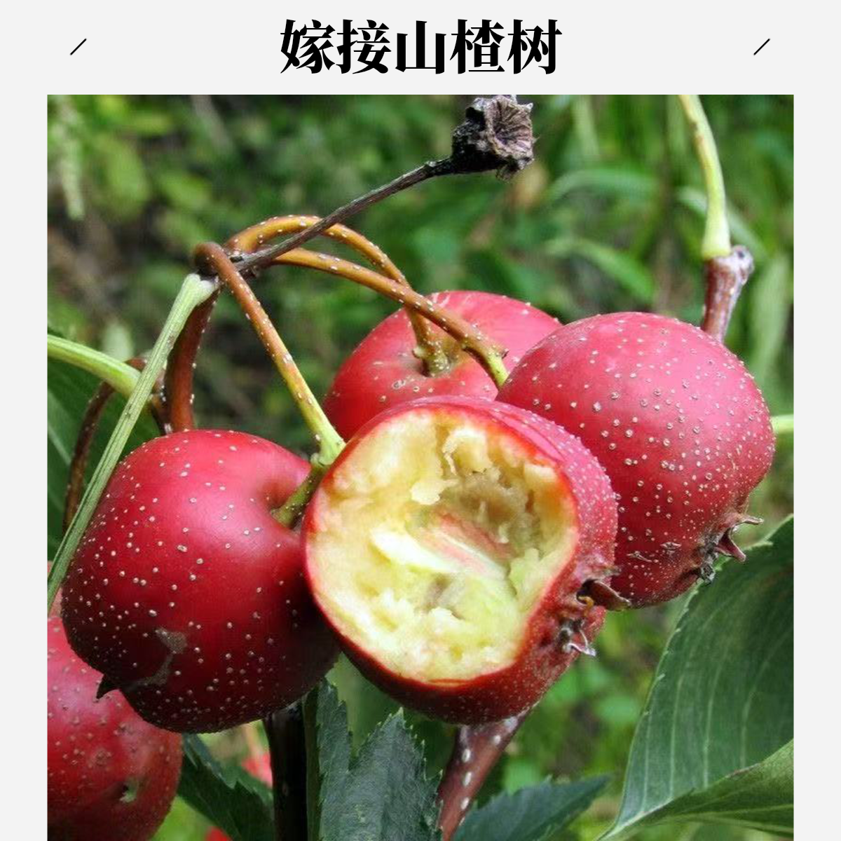 甜红子山楂树南北方盆栽地种黄果嫁接山里红大金星山楂果树果苗